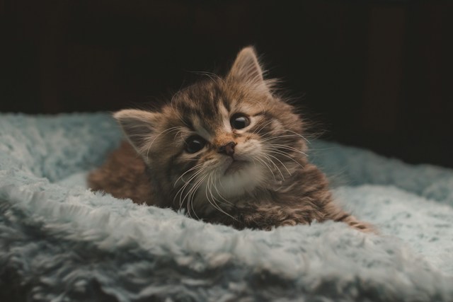 Cute kitten